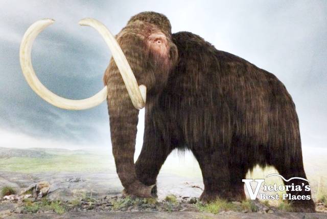 Royal BC Museum Mammoth