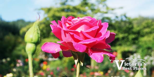 Pink Rose at Butchart Gardens